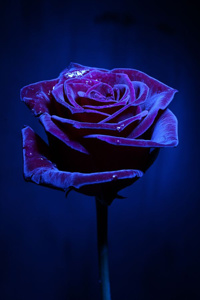 The Magician&#x27;s Rose