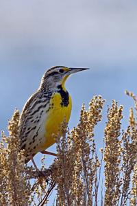 Experimental Meadowlark