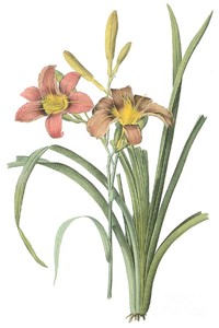 Daylily