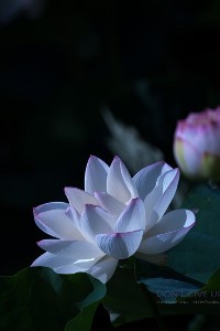 Blooming Lotus Flower